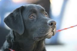 Labrador Retriever 3