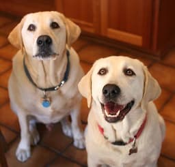 Labrador Retriever 2