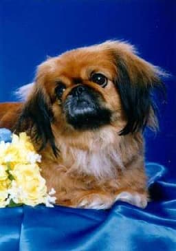 Pekinés 2
