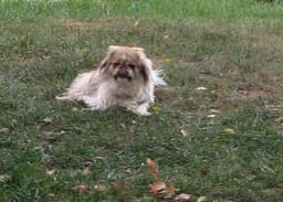 Pekinés 3
