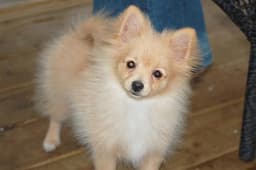 Pomerania 2
