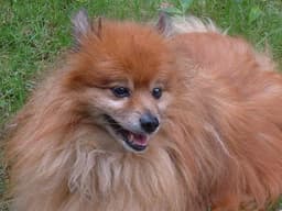 Pomerania 3