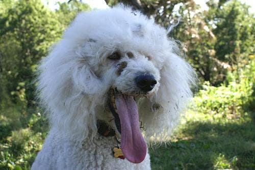 Caniche