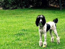 Caniche 2