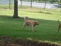 Golden Retriever 1