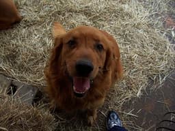 Golden Retriever 3