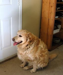 Golden Retriever 2