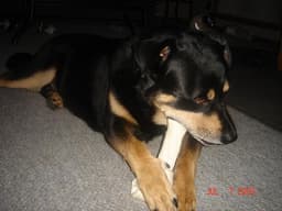 Rottweiler 2