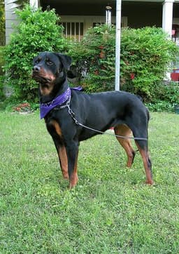 Rottweiler 1