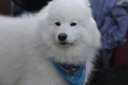 Samoyedo 2