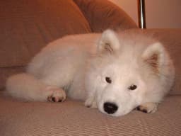 Samoyedo 3