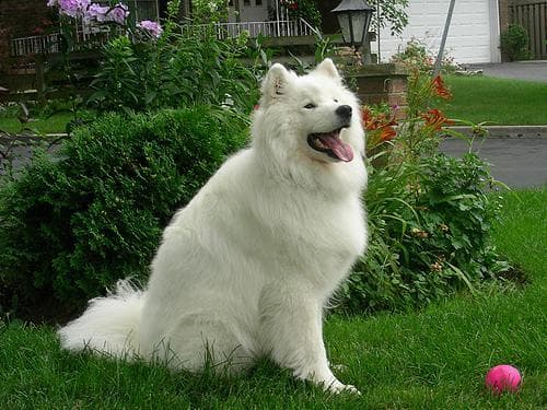 Samoyedo