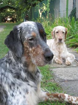 Setter Inglés 2