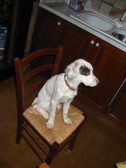 Setter Inglés 3