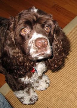 Cocker Spaniel 1