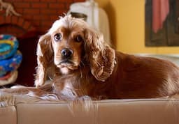 Cocker Spaniel 2