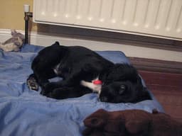 Cocker Spaniel 3