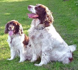 Springer Spaniel Inglés 3