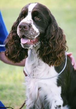 Springer Spaniel Inglés 2