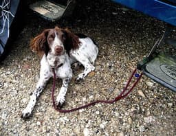 Springer Spaniel Inglés 1