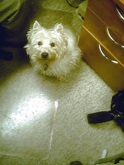 West Highland Terrier 3