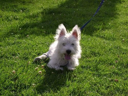 West Highland Terrier