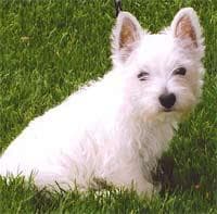 West Highland Terrier 2