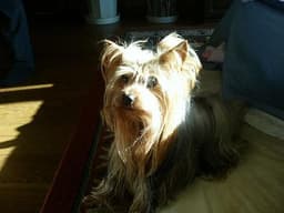 Yorkshire Terrier 1