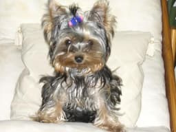 Yorkshire Terrier 2