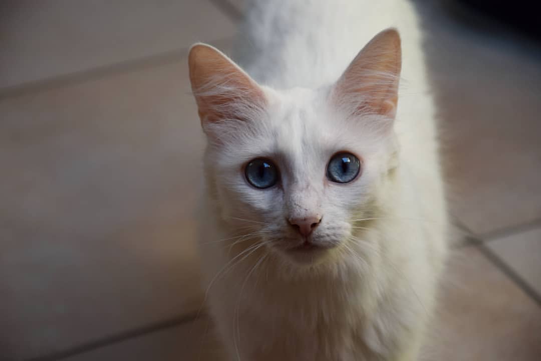 Angora Turco