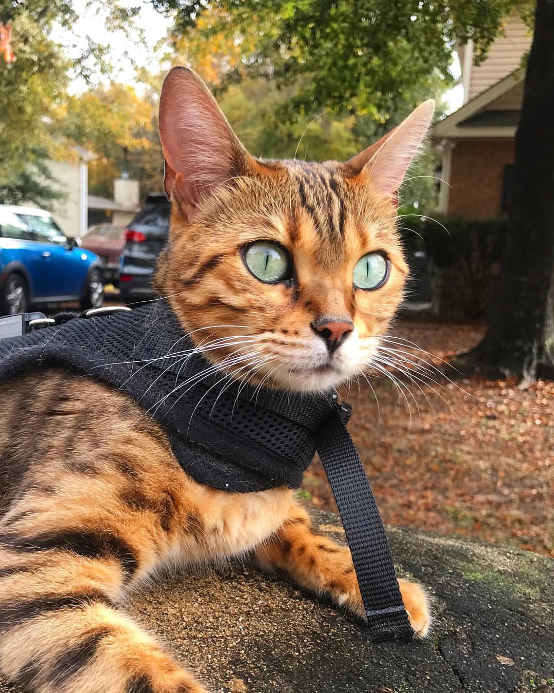 Bengalí