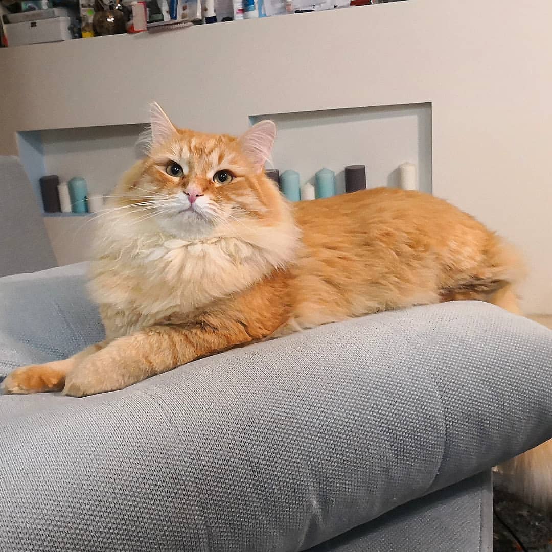 Siberiano