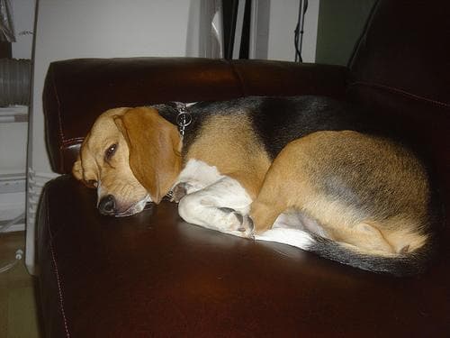Beagle