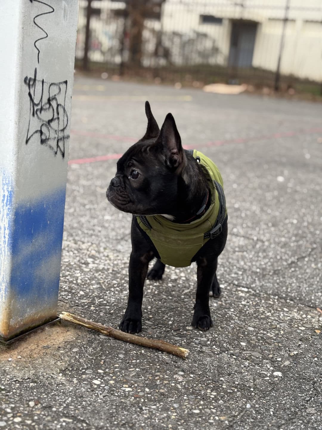 Bulldog Francés