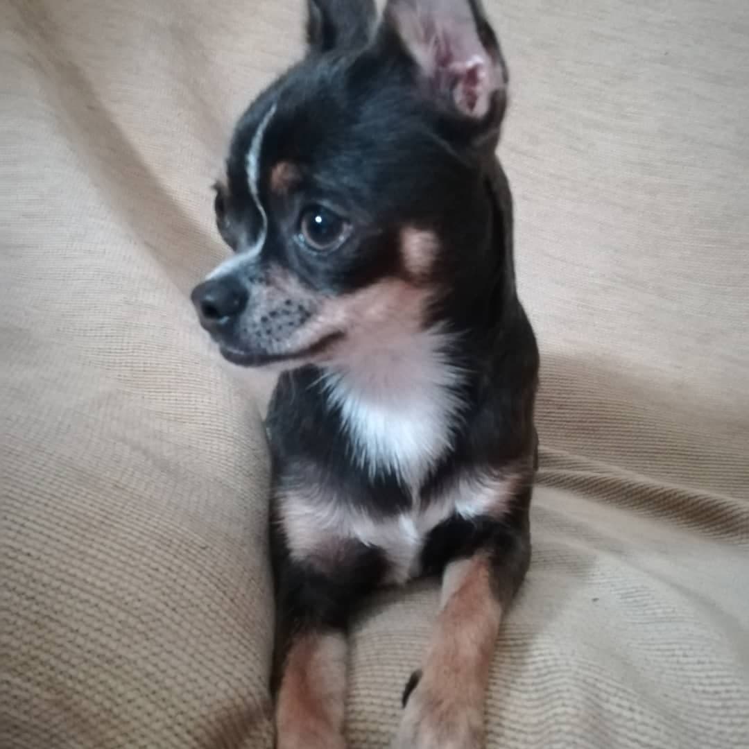 Chihuahua