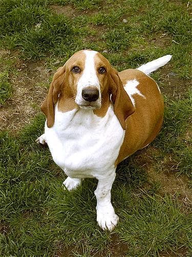 Basset Hound