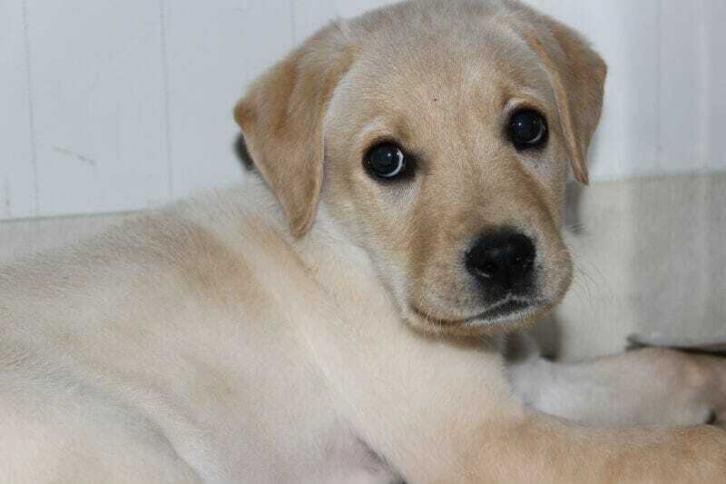 Labrador Retriever
