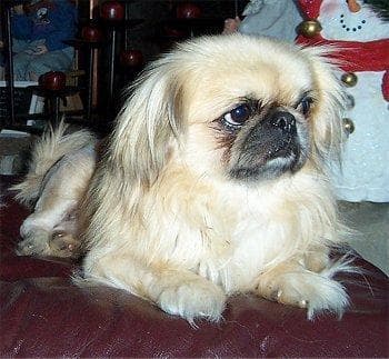 Pekinés