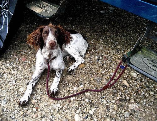 Springer Spaniel Inglés