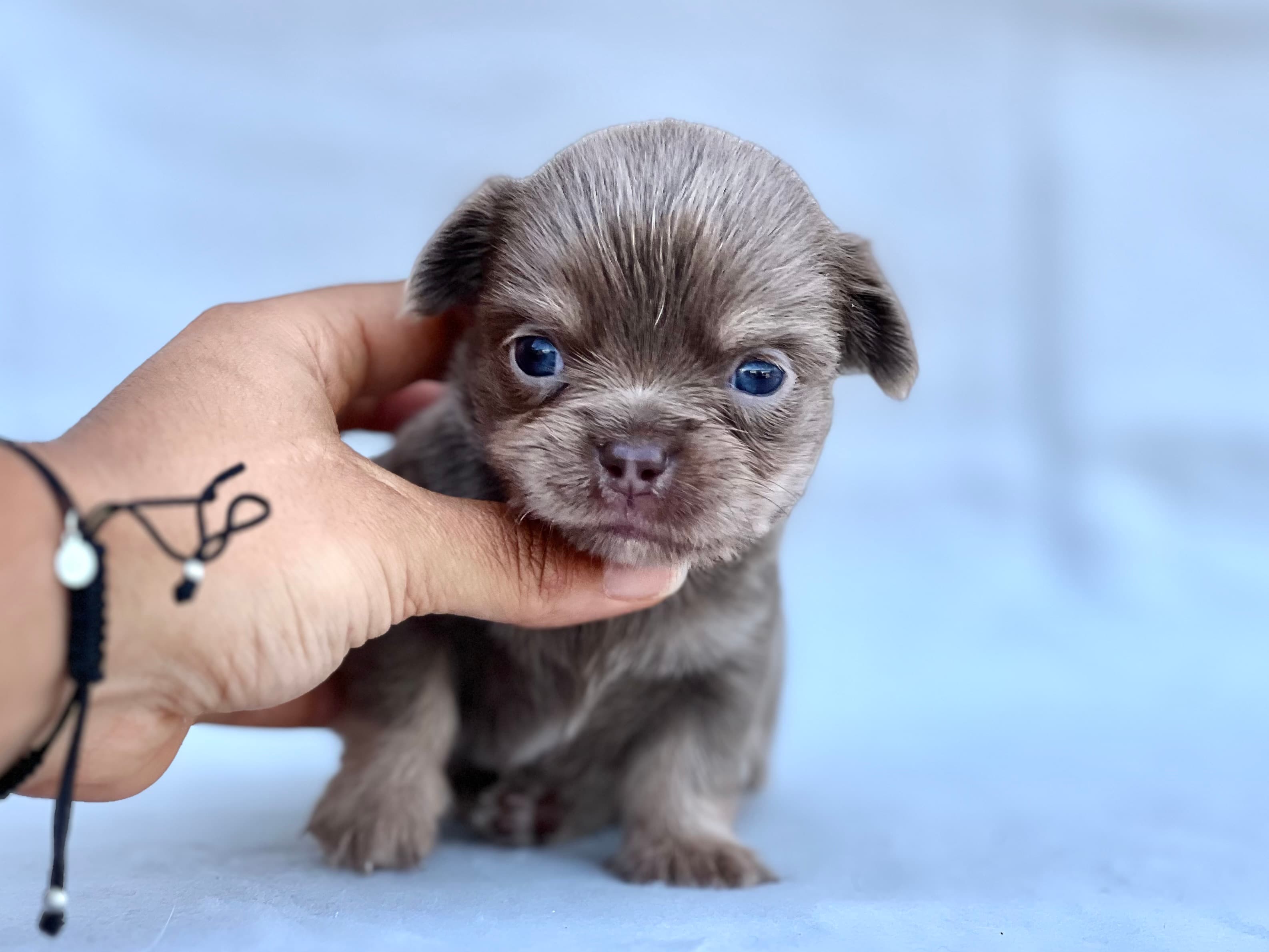 Chihuahua Tricolor blue Macho