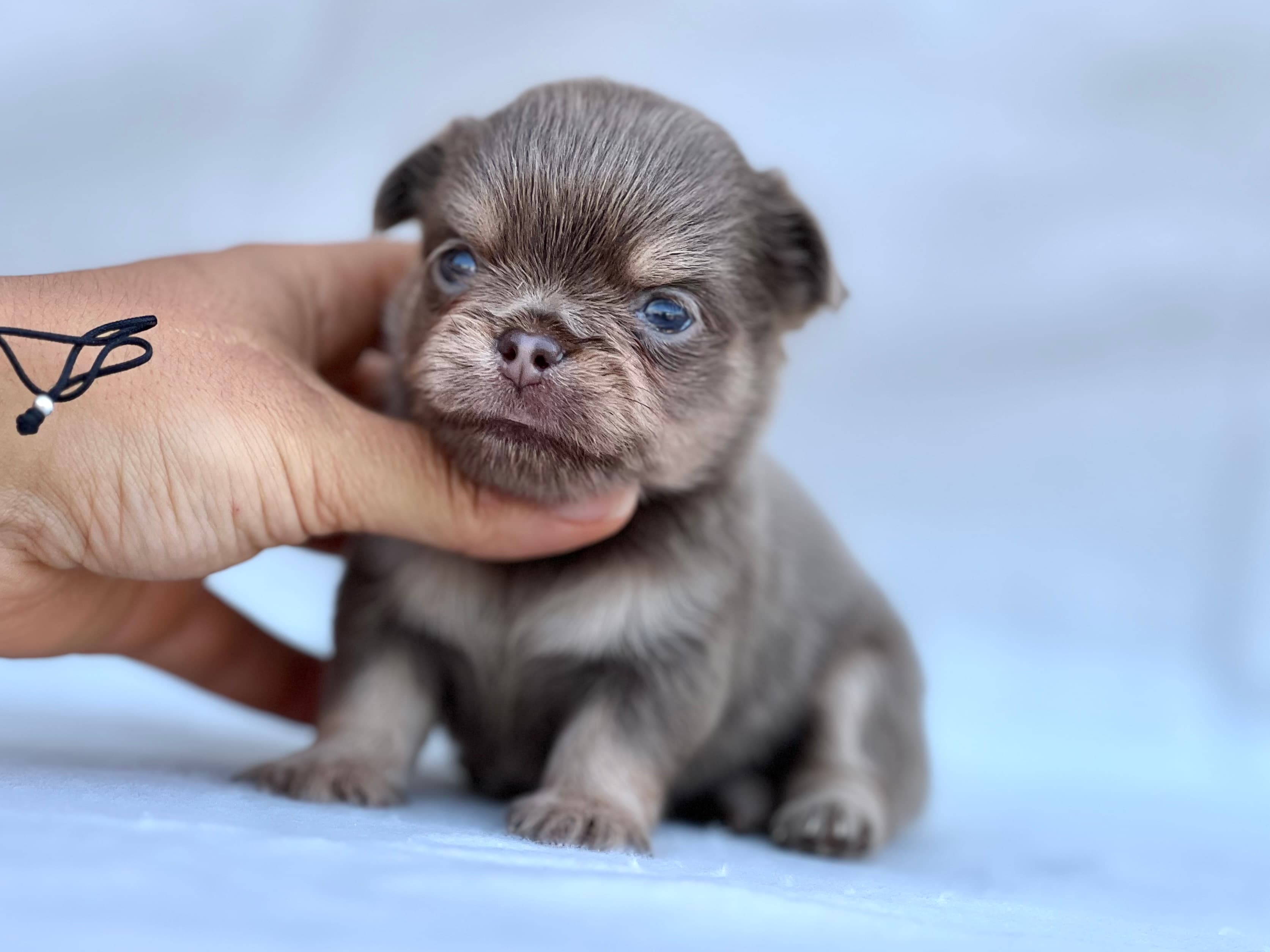 Chihuahua tricolor Lilac macho