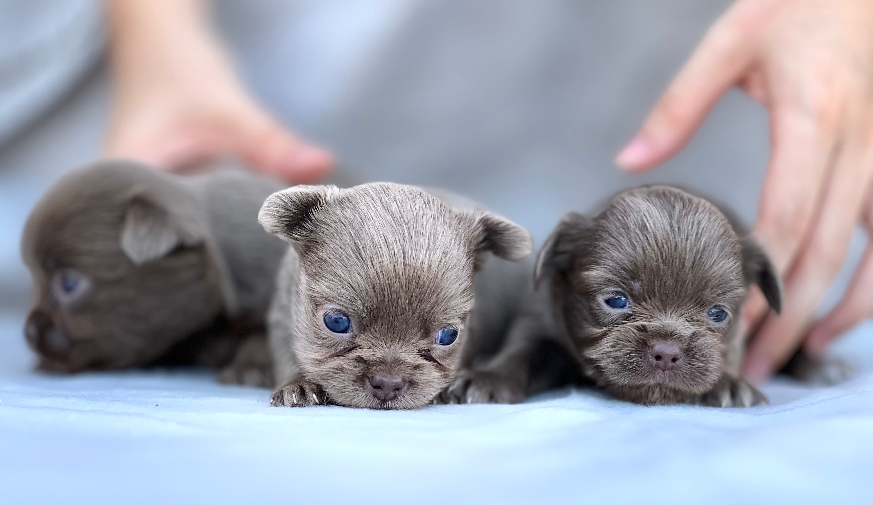 Preciosas hembras de chihuahua de color Blue