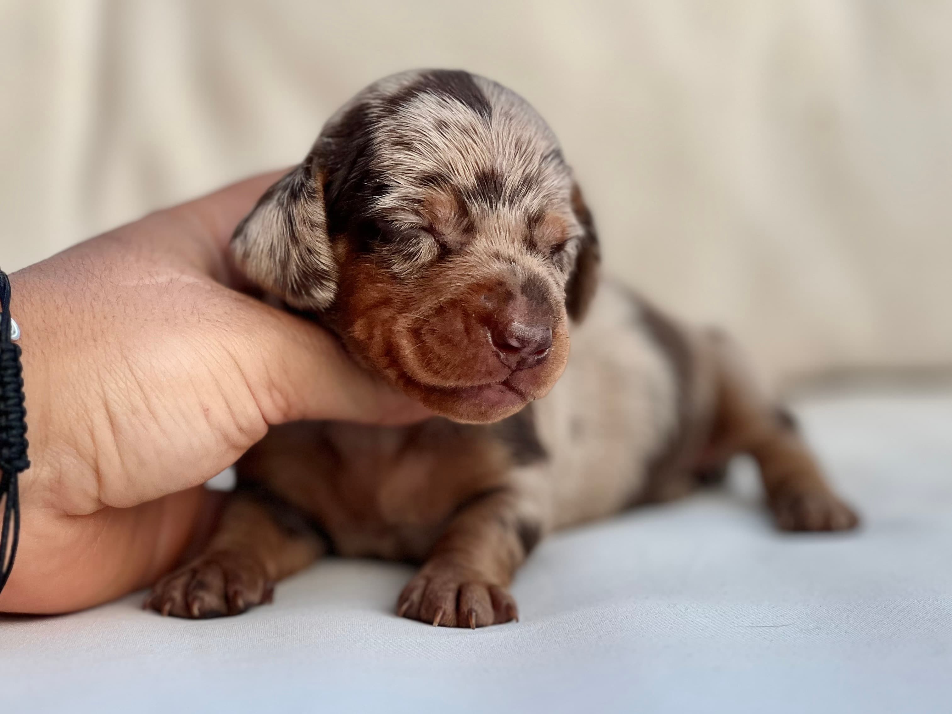 Preciosa hembrita de Teckel arlequina chocolate