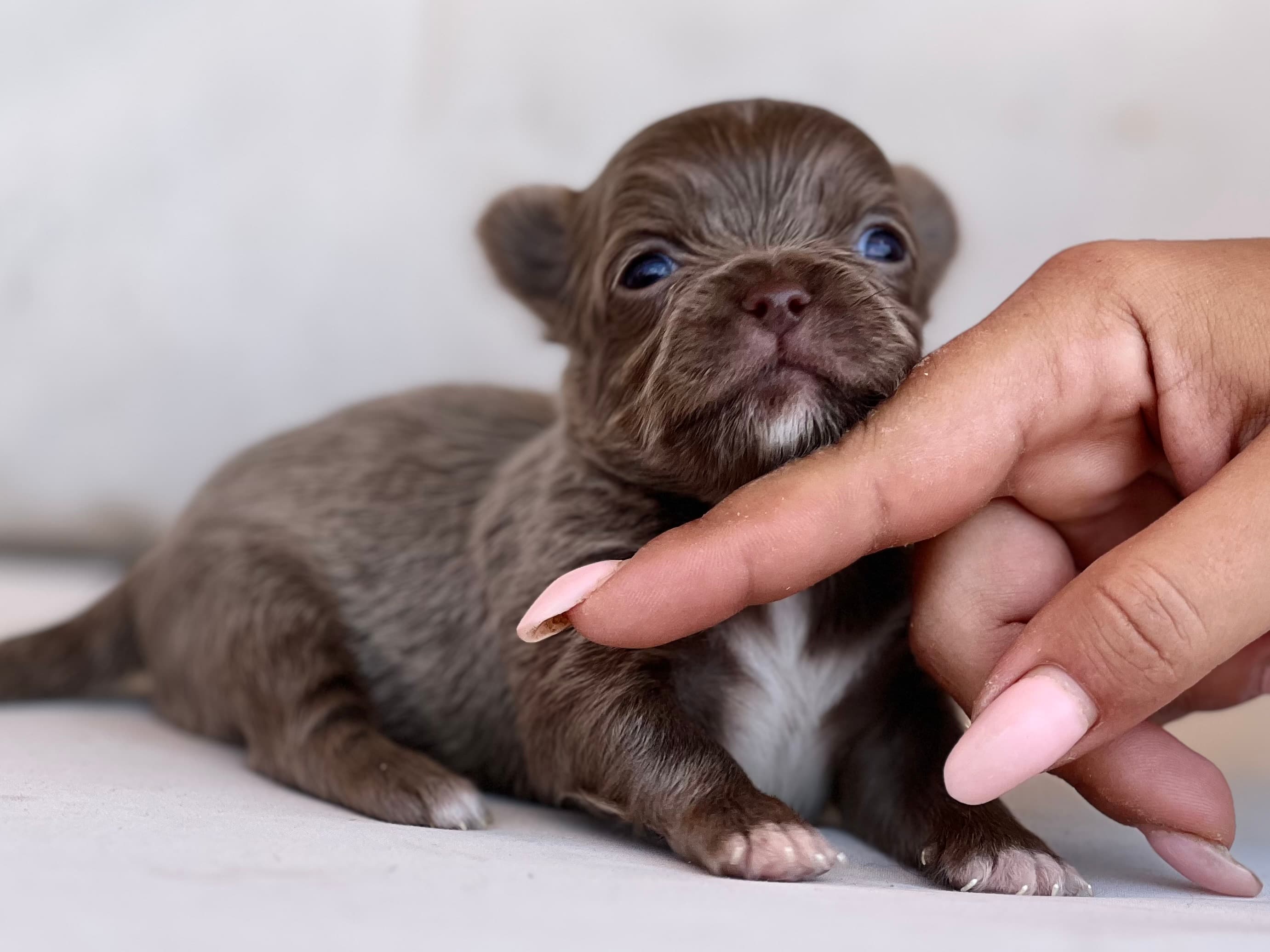 Exclusivo chihuahua Blue y blanco de pelo largo
