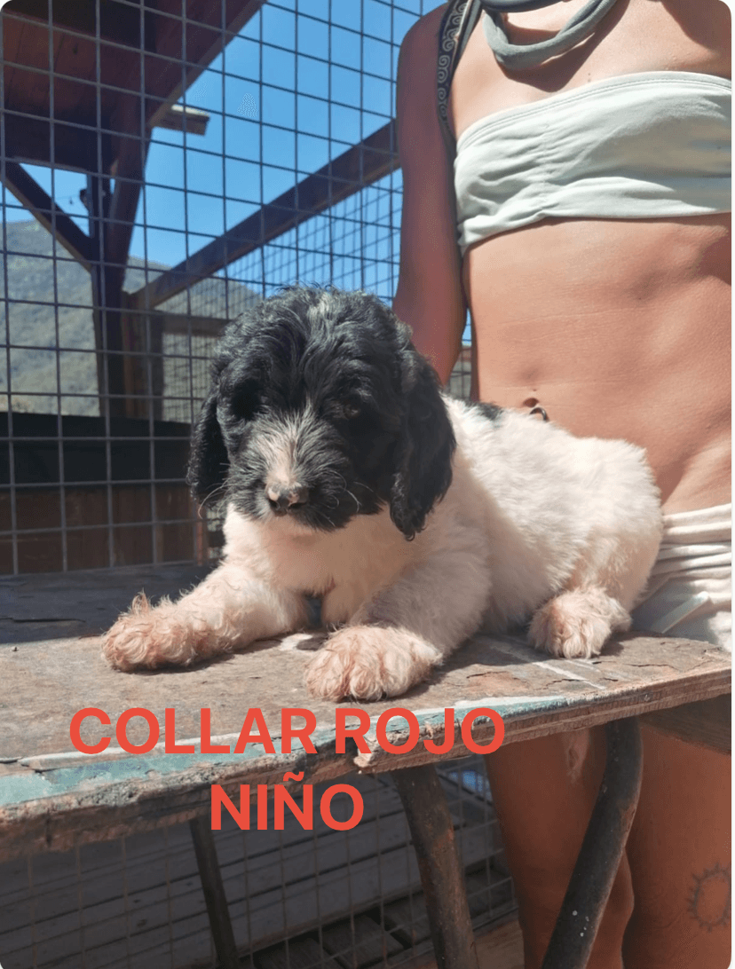 PRECIOSOS CACHORROS LABRADOODLE